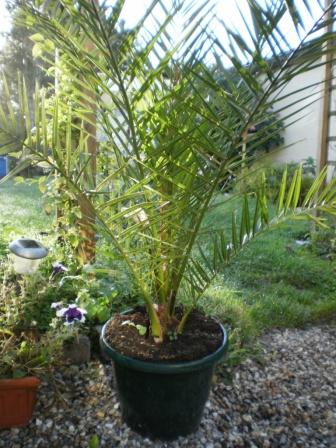 Un autre phoenix canariensis. Achat chez un petit pépiniériste à coté de la maison