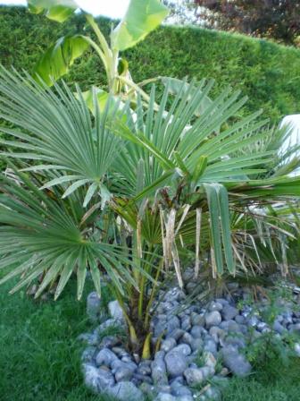 Un de mes trachycarpus fortunei. Acheté en Grande surface ! 2ème année en terre. Il a doublé