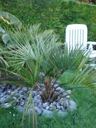 Mon Butia Capitata. Acheté en pépinière spécialisé (A l'ombre des figuiers). Une belle progression de croissance
