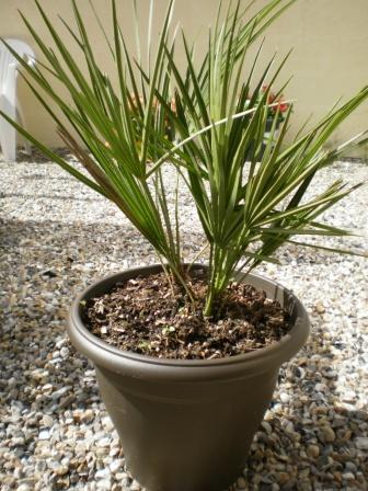Un petit Chamaerops humilis en pot. Achat en jardinerie locale. Assez bonne croissance cet été