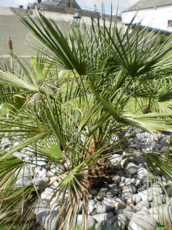 Mon Chamaerops humilis en pleine terre. Issu d'une jardinerie locale. Belle croissance cet été plusieurs lances. Il a même tenté une floraison mais le mauvais temps de juillet à tout gâché