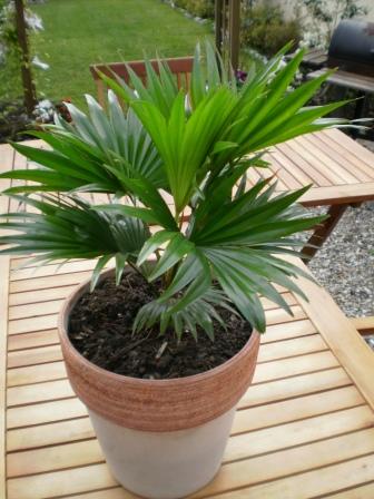 Ce Livistonia rotundifolia vient de ..... chez Ikéa ! Il reste à l'intérieur. Une lance cet été (malgré un rempotage) une autre arrive