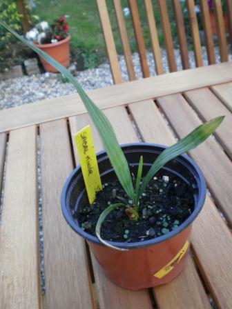 Un Sabal Minor issus de la germination d'un particulier à quelques kilomètres de la maison. Croissance très (très) lente