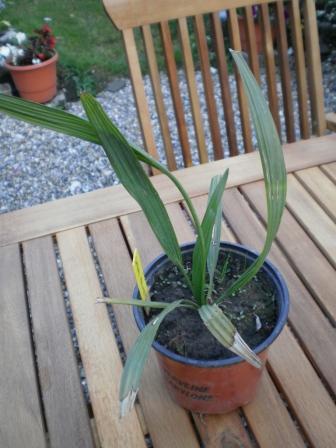 Un Sabal palmetto issus de la germination d'un particulier à quelques kilomètres de la maison. Croissance comme pour le minor très très lente
