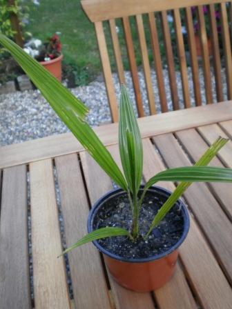 Un petit Trachycarpus fortunei donné d'une germination perso. Croissance assez lente