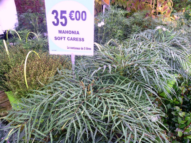 mahonia.jpg