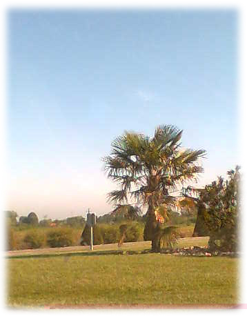 recolte palmier jonzac.jpg