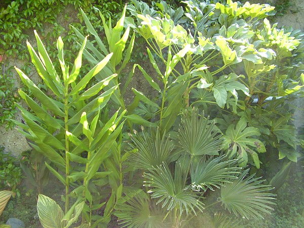 009.21 septembre 2012 (50).JPG