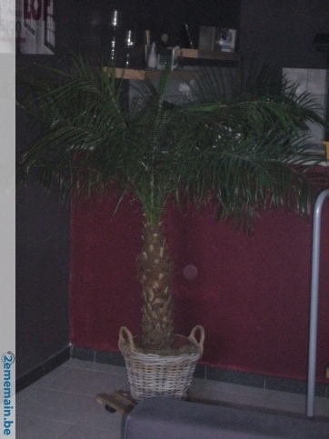 133296919_1-palmier.jpg