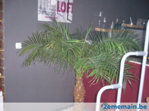 133296919-palmier.jpg