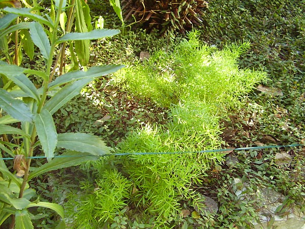Asparagus 1.JPG
