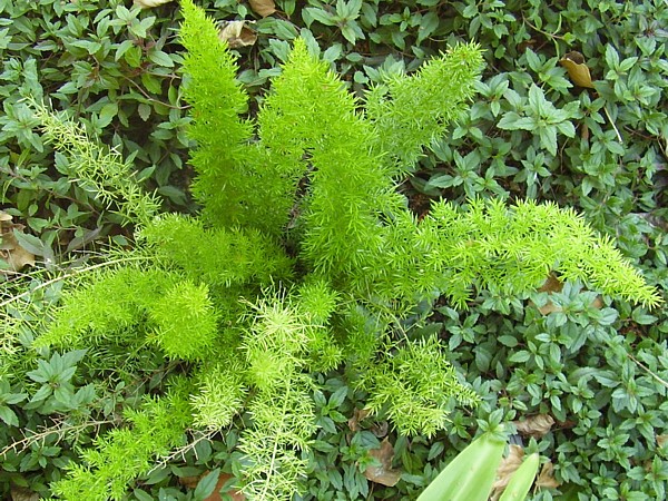 Asparagus 2.jpg