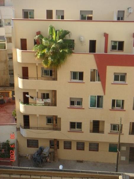 PALMS MAROC Ã‚Â§Ã‚Â§Ã‚Â§Ã‚Â§.jpg