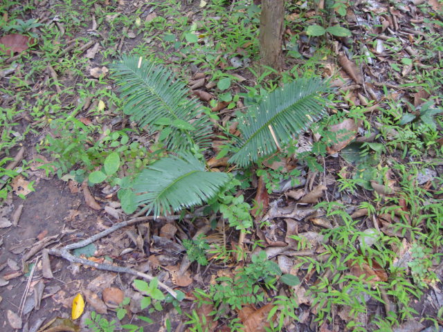 thailande 2012 122.jpg