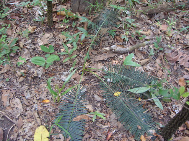 thailande 2012 120.jpg