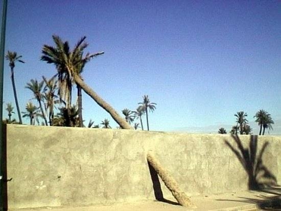 PALMS MAROC.jpg