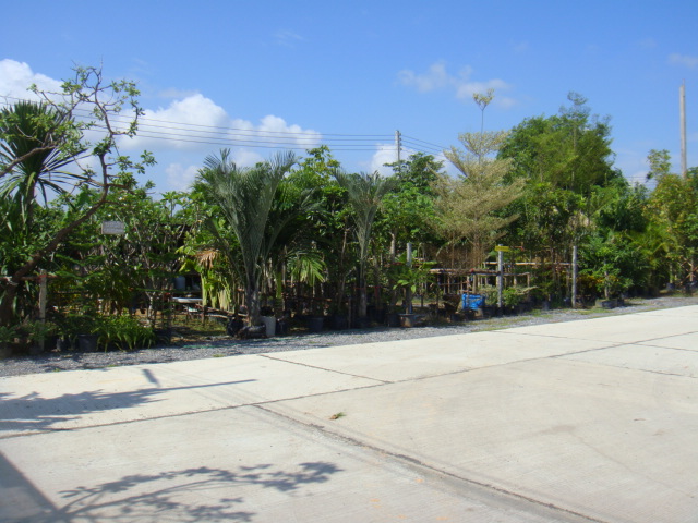 nong nooch 015.jpg