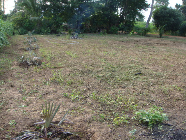 villa caryota thailandana 34.jpg
