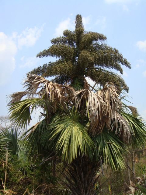 thailande 2010 003.jpg