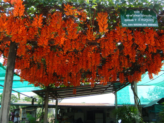 thailande 2012 071.jpg