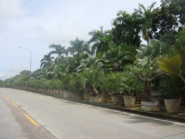 nong nooch 088.jpg