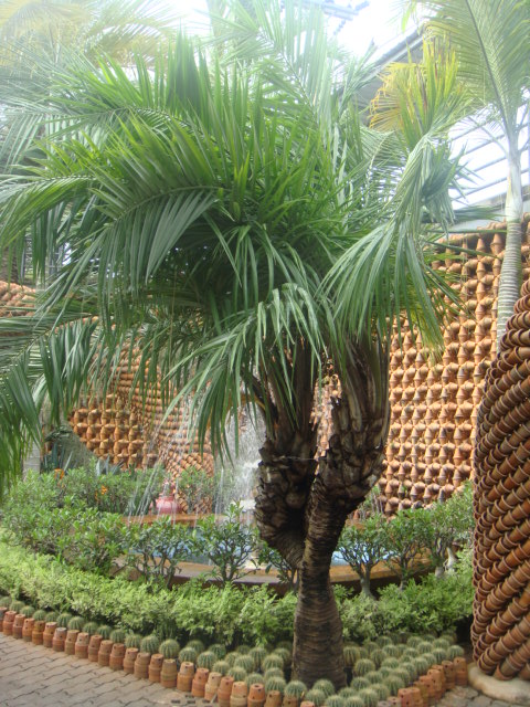 nong nooch 095.jpg