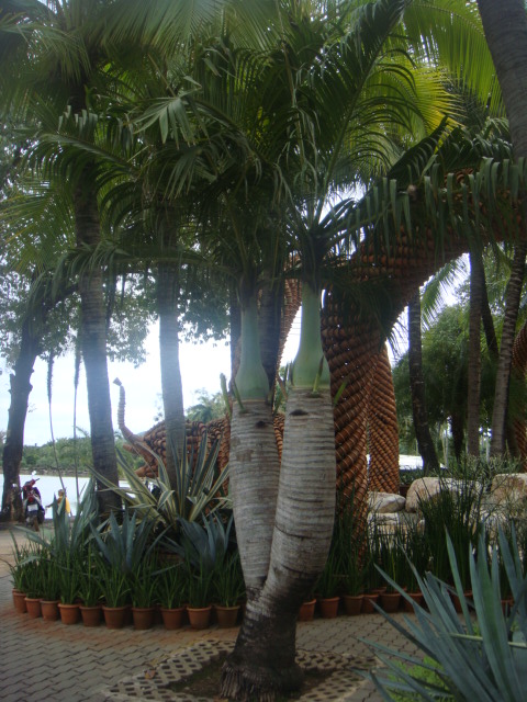 nong nooch 096.jpg