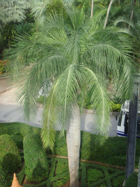 pseudophoenix vinifera , l'un de mes preferes a NNG