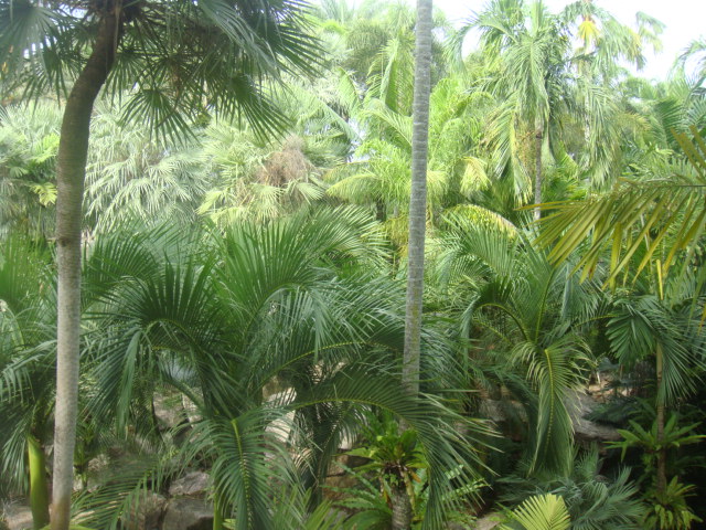 nong nooch 113.jpg