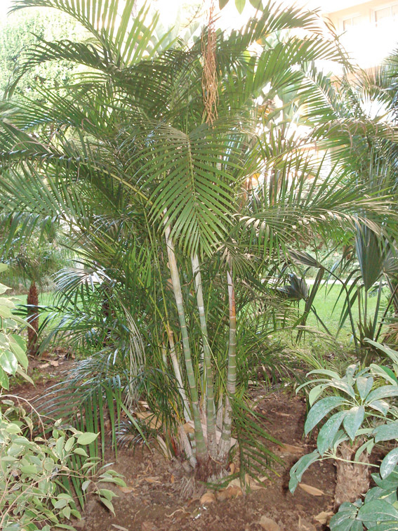 Dypsis-Lutescens.jpg