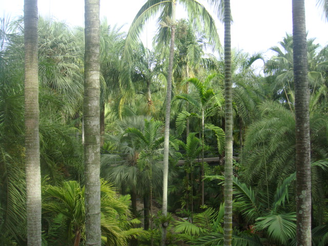 nong nooch 116.jpg