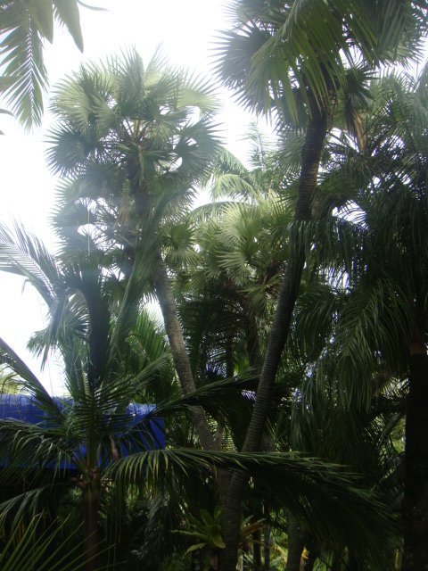 nong nooch 121.jpg