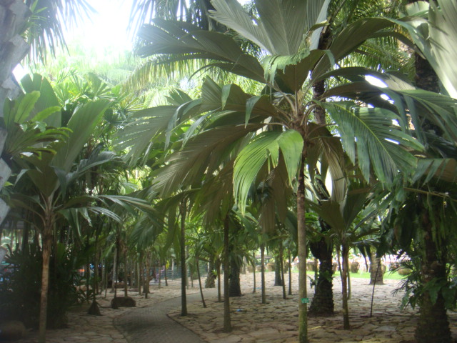 peladogoxa henryana