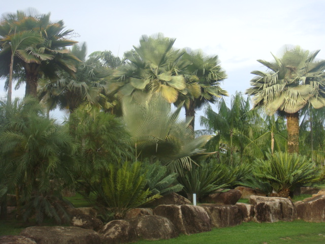 nong nooch 169.jpg