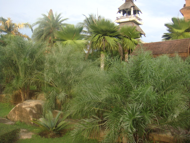 nong nooch 174.jpg