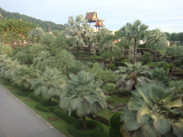 nong nooch 177.jpg