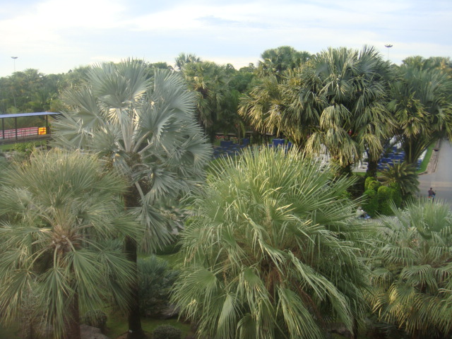 nong nooch 179.jpg