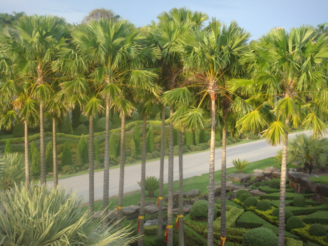 nong nooch 180.jpg