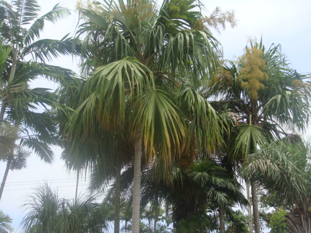 sabal mauritiformis en fleur