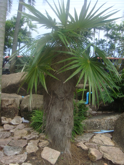 cocos crinita baba