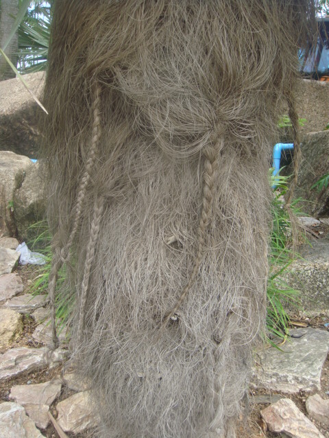 nong nooch 202.jpg