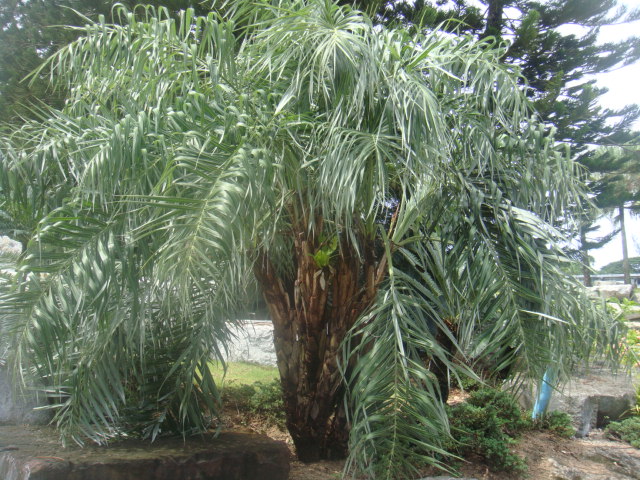 allagoptera arenaria