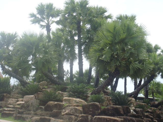 nong nooch 208.jpg