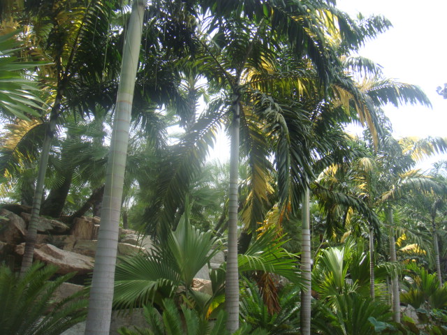 nong nooch 209.jpg
