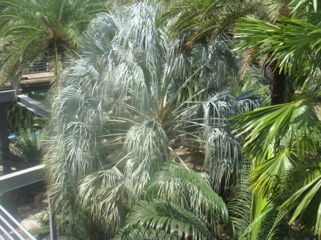 sabal uresana , un de mes preferes aussi