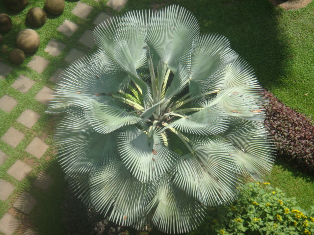 nong nooch 221.jpg