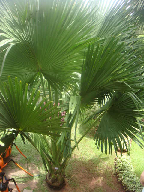 nong nooch 223.jpg