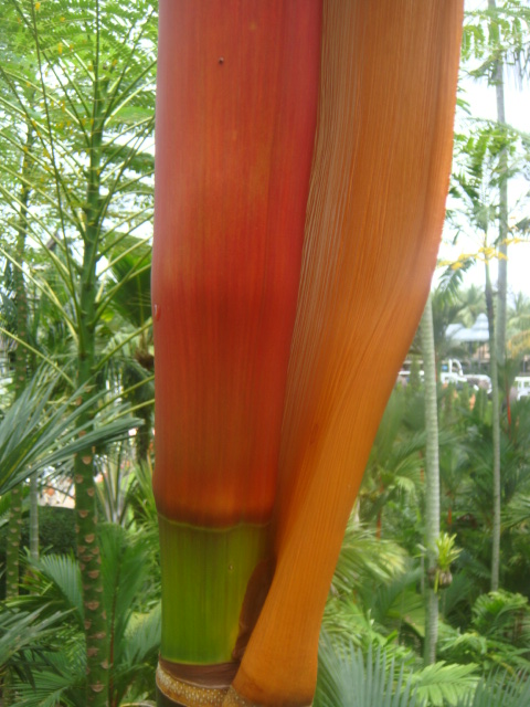 nong nooch 226.jpg