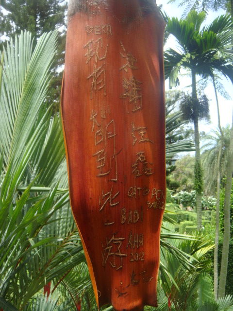 cyrtostachys rendra chinoisera, rare