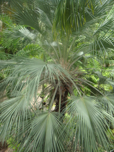 livistona alfreidii